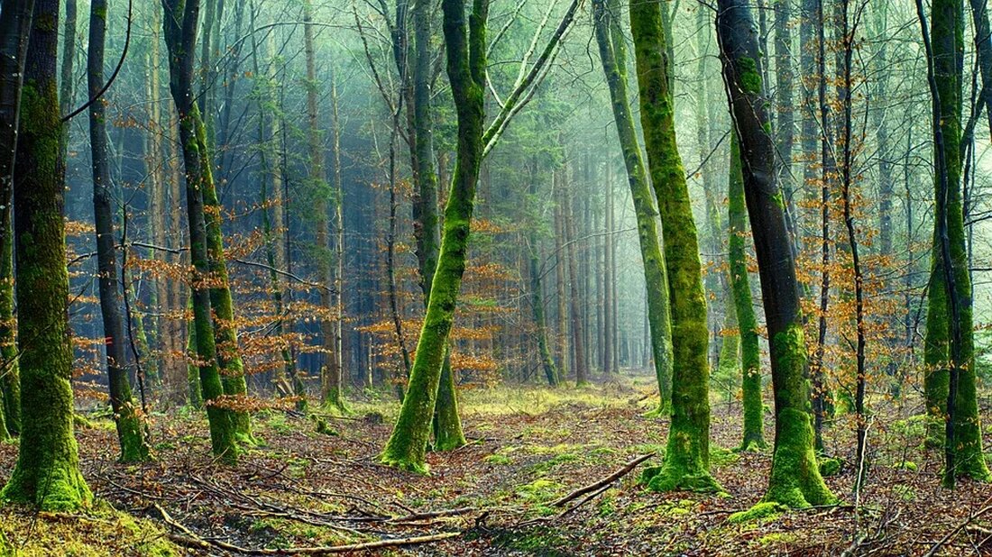 Palmöl: Umwelt- und Gesundheitsaspekte Palmöl ist eines der am häufigsten verwendeten Pflanzenöle weltweit. Es wird in einer Vielzahl von Produkten verwendet, von Lebensmitteln über Kosmetika bis hin zu Reinigungsmitteln. Aufgrund seines niedrigen Preises und seiner vielseitigen Anwendungsmöglichkeiten hat sich der Verbrauch von Palmöl in den letzten Jahren rapide erhöht. Dies hat jedoch auch erhebliche Auswirkungen auf die Umwelt und die Gesundheit, die im Folgenden näher betrachtet werden. Was ist Palmöl? Palmöl wird aus den Früchten der Ölpalme gewonnen, die vor allem in tropischen Regionen wie Indonesien und Malaysia angebaut wird. Die Ölpalme trägt das wissenschaftliche Namen Elaeis guineensis. Das Pflanzenöl …