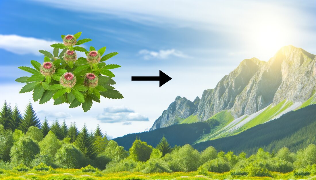 Entdecken Sie, wie Heilpflanzen Herpes effektiv bekämpfen, ihre Wirkmechanismen und praktische Anwendungen in der Naturheilkunde.