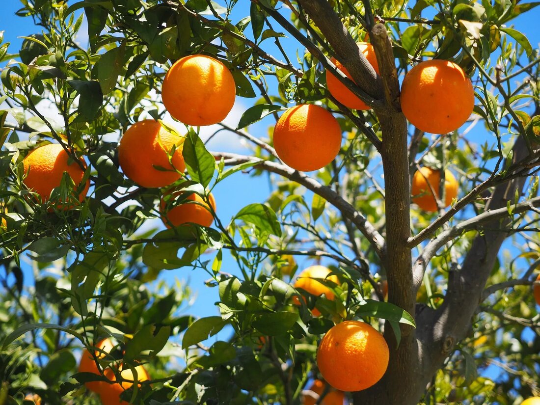 Vitamin C, auch bekannt als L-Ascorbinsäure, ist ein lebenswichtiges Molekül, das in zahlreichen Nahrungsmitteln vorkommt und von vielen Menschen als Nahrungsergänzungsmittel konsumiert wird. Doch warum wird zusätzlich die Methode der Vitamin-C-Infusionen angewandt, bei der dieses omnipräsente Vitamin direkt in die Blutbahn injiziert wird? Dieser Artikel beantwortet diese und andere Fragen rund um das Thema Vitamin-C-Infusionen. Die essenzielle Bedeutung von Vitamin C Vitamine sind organische Verbindungen, die für uns Menschen essenziell sind, da unser Körper sie nicht in ausreichender Menge selbst produzieren kann. Vitamin C ist die chemische Bezeichnung für L-Ascorbinsäure, eine Glucose-ähnliche Verbindung, die eine biologisch aktive Form von Ascorbinsäure …