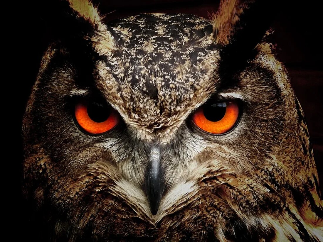 Vögel sind unverzichtbarer Bestandteil unserer Natur und Ökosysteme. Sie sind bewundernswerte Lebewesen, die eine reiche Vielfalt und Farbenpracht darstellen. Doch Vögel sind nicht nur für die Ästhetik wichtig, sondern sie dienen auch als wichtige Indikatoren für die Gesundheit unserer Ökosysteme. Ihre Präsenz, Vielfalt und ihr Verhalten liefern uns wertvolle Hinweise auf den Zustand und die Veränderungen in der Umwelt. Vögel als Bioindikatoren Was sind Bioindikatoren? Bioindikatoren sind Organismen oder biologische Reaktionen, die uns Informationen über die Qualität der Umwelt liefern. Diese Organismen reagieren sehr sensibel auf Veränderungen in ihrem Lebensraum und können so zur Früherkennung von Umweltproblemen eingesetzt werden. Warum …