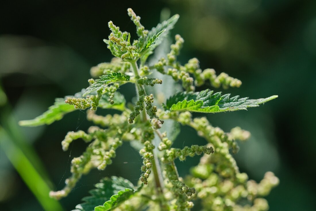 Die Brennnessel (Urtica dioica) ist weit mehr als nur ein lästiges Unkraut, das bei Berührung unangenehm brennt. In der Naturheilkunde und Kräuterkunde gilt sie als wahres Multitalent, das seit Jahrhunderten für seine heilenden Eigenschaften geschätzt wird. Ob als Tee, Saft, Nahrungsmittel oder in der Kosmetik – die Brennnessel bietet eine Fülle von Anwendungsmöglichkeiten. In diesem ausführlichen Artikel tauchen wir tief in die Welt der Brennnessel ein: von ihrer Geschichte über ihre Inhaltsstoffe bis hin zu ihren vielfältigen Einsatzmöglichkeiten in der Naturheilkunde. Die Brennnessel: Ein Überblick Die Brennnessel gehört zur Familie der Urticaceae und ist auf der ganzen Welt verbreitet. Sie …
