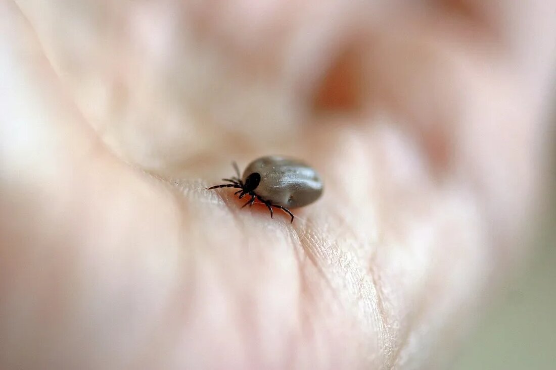 in Zoonosen Zoonosen sind Krankheiten, die zwischen Tieren und Menschen übertragen werden können. Sie stellen einen bedeutenden Anteil aller Infektionskrankheiten dar und können sowohl Endemie- als auch Pandemie-Ausmaße annehmen. In den letzten Jahrzehnten sind viele der neu auftretenden Infektionskrankheiten beim Menschen Zoonosen. Beispiele hierfür sind das Schwere Akute Respiratorische Syndrom (SARS), die Vogelgrippe, Ebola oder auch die aktuell weltweit verbreitete Krankheit COVID-19. Ursachen und Verbreitung von Zoonosen Zoonosen können durch Viren, Bakterien, Pilze, Parasiten und Prionen verursacht werden. Sie können direkt von Tieren oder Tierprodukten auf Menschen übertragen werden oder indirekt über Umweltmedien wie Wasser, Boden und Luft. In einigen …