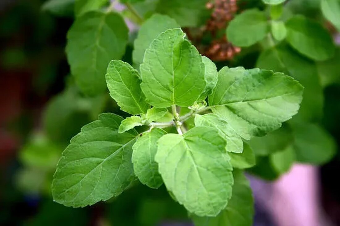 Ob Sie es verwenden, um Stress abzubauen, den Schlaf zu verbessern oder Ihr Immunsystem zu stärken, heiliges Basilikum – auch Tulsi genannt – ist ein erstaunliches Kraut. Nach der hinduistischen Religion ist die Pflanze eine irdische Manifestation der Göttin, die Vishnu gewidmet war, dem Gott, der die Schöpfung und das Leben bewahrt. Tulsi wird oft um hinduistische Schreine herum angebaut und im Gottesdienst als heilige Pflanze angeboten. Aufgrund seiner Rolle in dieser Religion betrachten einige das Kauen der Blätter als respektlose Handlung. Aufgrund seiner vielen therapeutischen Eigenschaften verwenden Ayurveda-Praktiker seit Jahrhunderten heiliges Basilikum (Quelle). Was ist Basilikum? Heiliges Basilikum ( Ocimum …