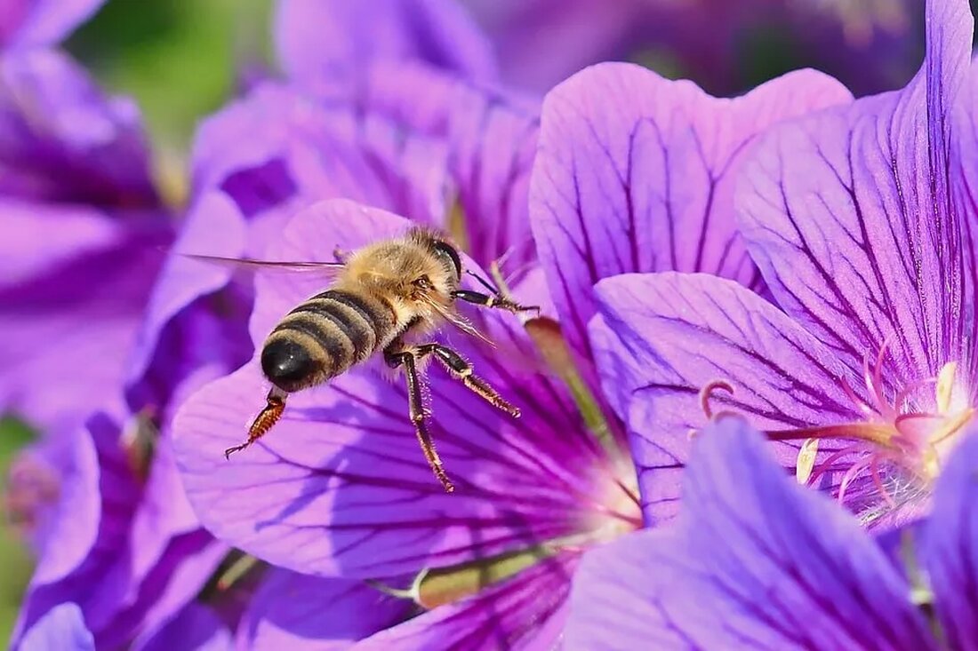 Bestäubung ist ein entscheidender Prozess in der Reproduktion vieler Pflanzen. Dabei übernehmen nicht nur Honigbienen, sondern auch andere Insekten wie Wildbienen wichtige Rollen. Im folgenden Artikel werden wir den Beitrag der Wildbienen zur Bestäubung erkunden, sowie ihre ökologische Bedeutung und wissenschaftliche Bedeutung hervorheben. Bedeutung der Wildbienen Allgemeiner Überblick Wildbienen, auch Solitärbienen genannt, sind ein weitreichendes und vielfältiges Spektrum an Bestäubern. Sie bestehen aus etwa 20.000 Arten weltweit, wobei in Deutschland schon über 550 Arten gezählt wurden. Im Gegensatz zur Honigbiene, die staatenbildend und in Völkern lebt, leben Wildbienen einzelgängerisch. Ökologische Bedeutung Da sie in so vielen verschiedenen Formen und Arten &hellip;