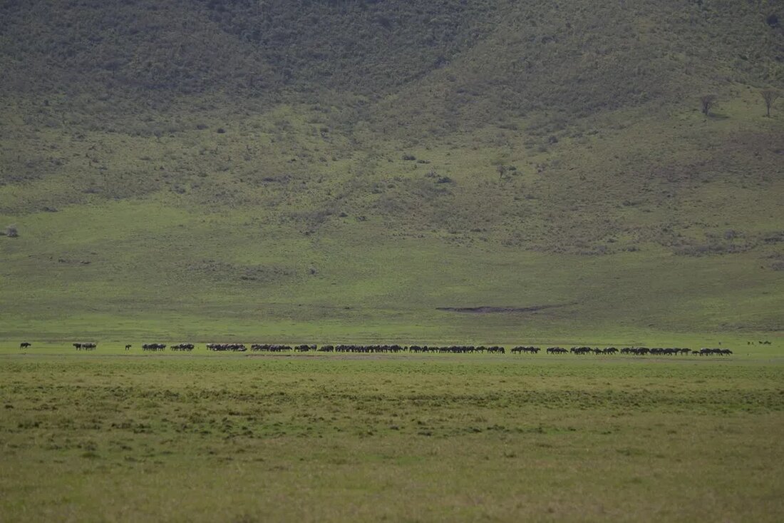 in die Tierwanderungen und ihre Bedeutung Tierwanderungen beeindrucken uns oft mit ihrer schieren Größe und Länge, sei es die tausende von Kilometern umspannende Reise von Monarchfaltern, die Wanderung der Gnus in der afrikanischen Savanne oder die winterliche Reise der Graugänse. Was jedoch oft übersehen wird, ist der enorme Einfluss, den diese wandernden Tiere auf ihre Umwelt und damit auf komplette Ökosysteme haben. Verständnis der Tierwanderungen Definition der Tierwanderungen Unter Tierwanderungen versteht man die saisonale Bewegung von Tieren von einem Lebensraum zum anderen, die meist durch Änderungen in der Umwelt, Nahrungsverfügbarkeit und Fortpflanzungsbedürfnisse motiviert ist. Sie ist ein grundlegendes Verhalten, das …