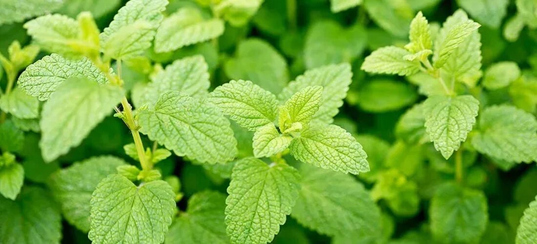 Zitronenmelisse hat den Ruf eines unglaublichen Krauts zur Unterstützung der Gesundheit. Sein Name wird seinem zitronigen Duft zugeschrieben. Die angebliche Wirkung der Pflanze auf Kraft und Langlebigkeit wird auf ihre Beliebtheit zurückgeführt, und wissenschaftliche Studien haben nur dazu beigetragen, ihren Ruf zu stärken. Schauen wir uns neun beeindruckende gesundheitliche Vorteile von Zitronenmelisse genauer an. Kurzfakten: Wissenschaftlicher Name: Melissa officinalis Familie: Lamiaceae Ursprung: Europa Pflanzentyp: Blüte, mehrjährig Nutzen für die Gesundheit: Erholsamer Schlaf, lindert Beschwerden, lindert Reizungen, unterstützt die natürliche Reaktion des Körpers auf Schadorganismen, unterstützt die DNA-Integrität und fördert die geistige Klarheit . Verwendet: Wundversorgung, Stressbewältigung , Kräutertee und Nahrungsergänzung. Gesundheitliche Vorteile von Zitronenmelisse 1. Beruhigt den Geist Zitronenmelisse …