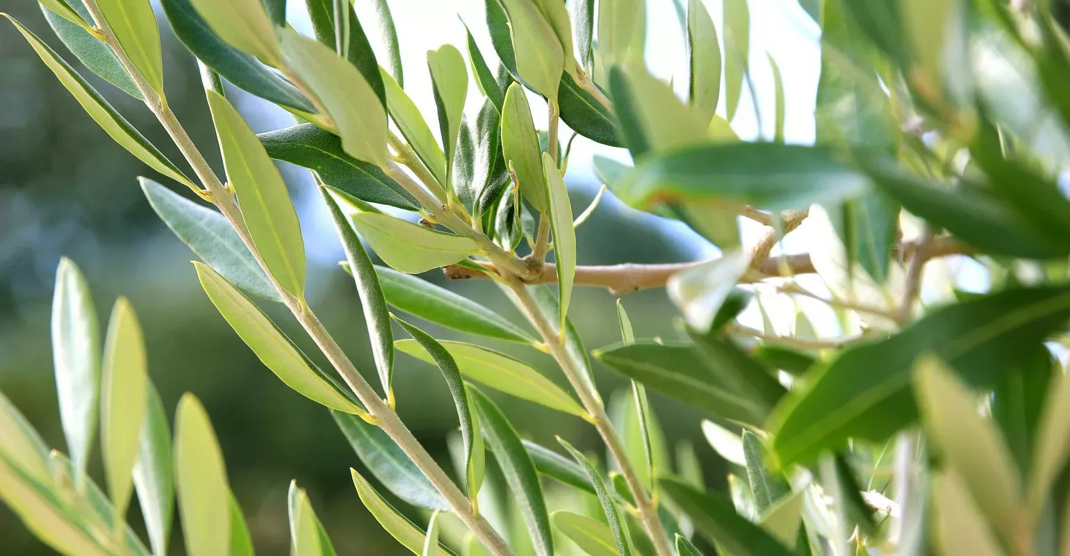Oliven-Blaetter