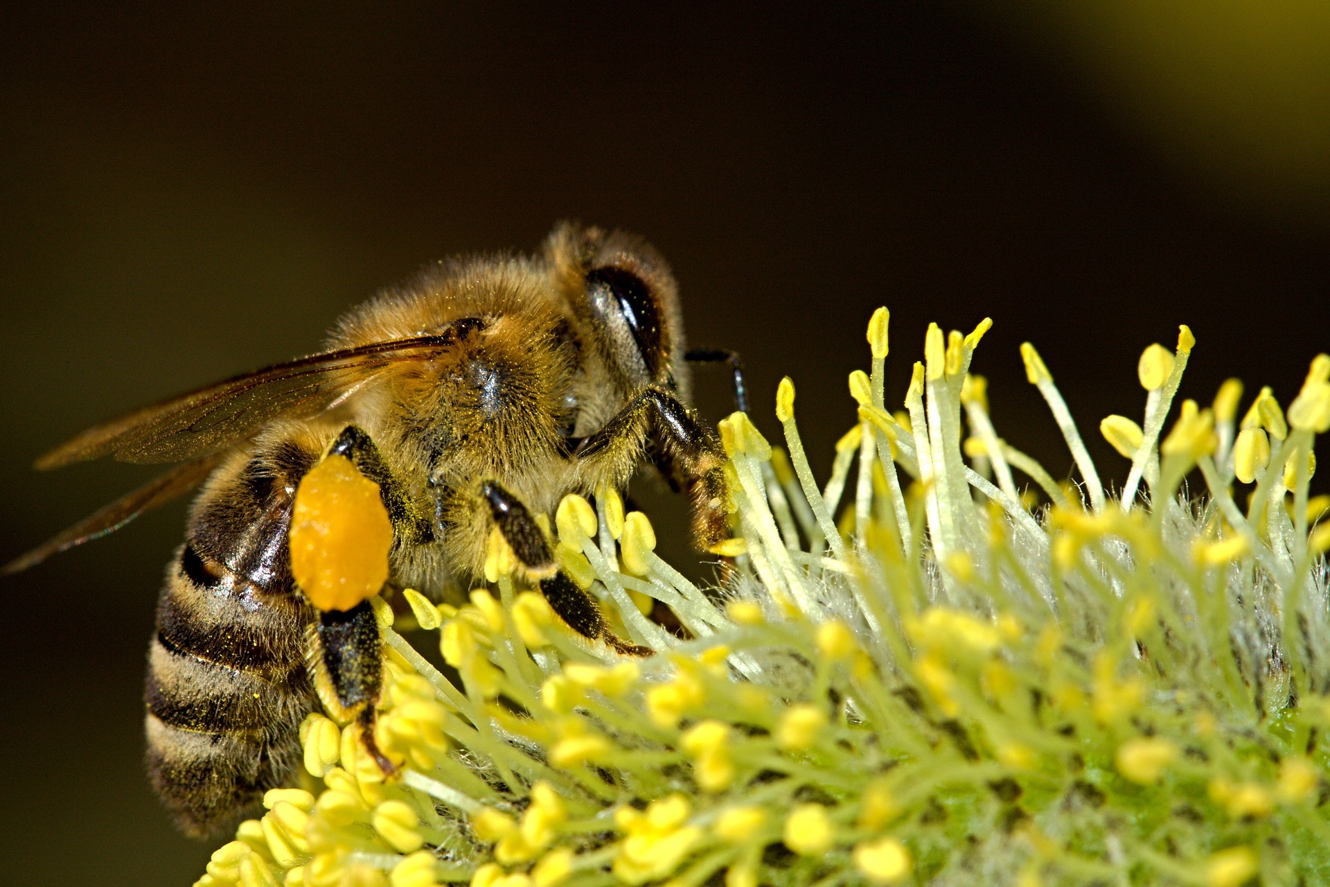 Apis Mellifica wird aus dem Gift der Honigbiene gewonnen