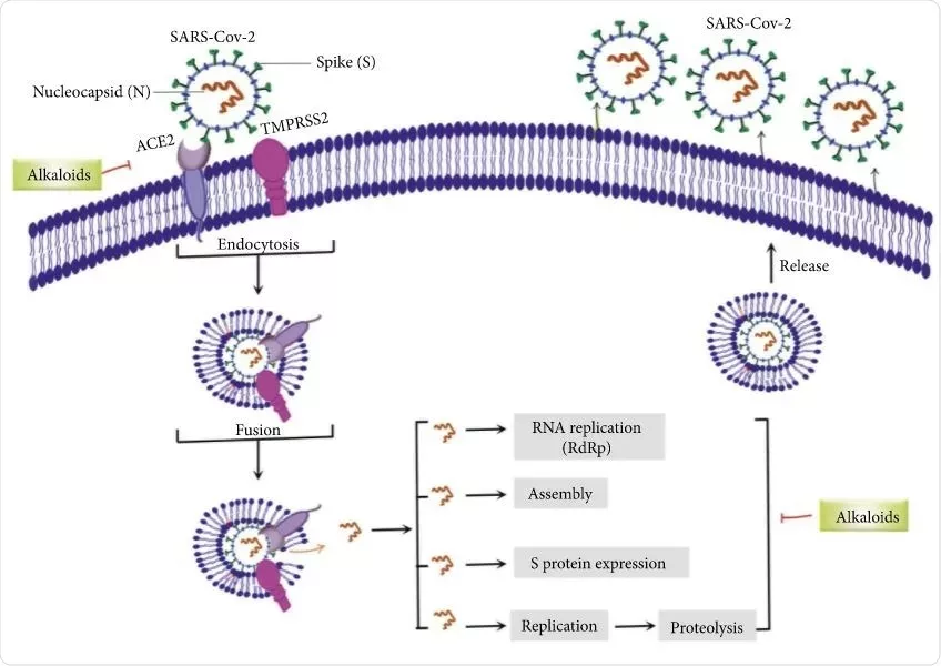 Alkaloids-als-potenzielle-Phytochemikalien-gegen-SARS-CoV-2-Ansatzpunkte-fuer-die-damit