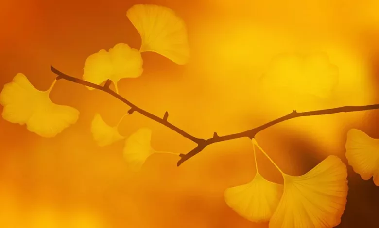 Ginkgo-Biloba-Ein-alter-Baum-mit-Heilkraeften