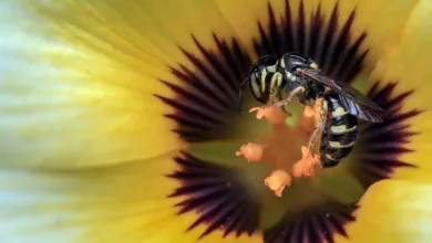Wespen-Vertreiben-Hausmittel-Umweltfreundliche-Abschreckung