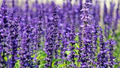 Die heilenden Kräfte von Lavendel