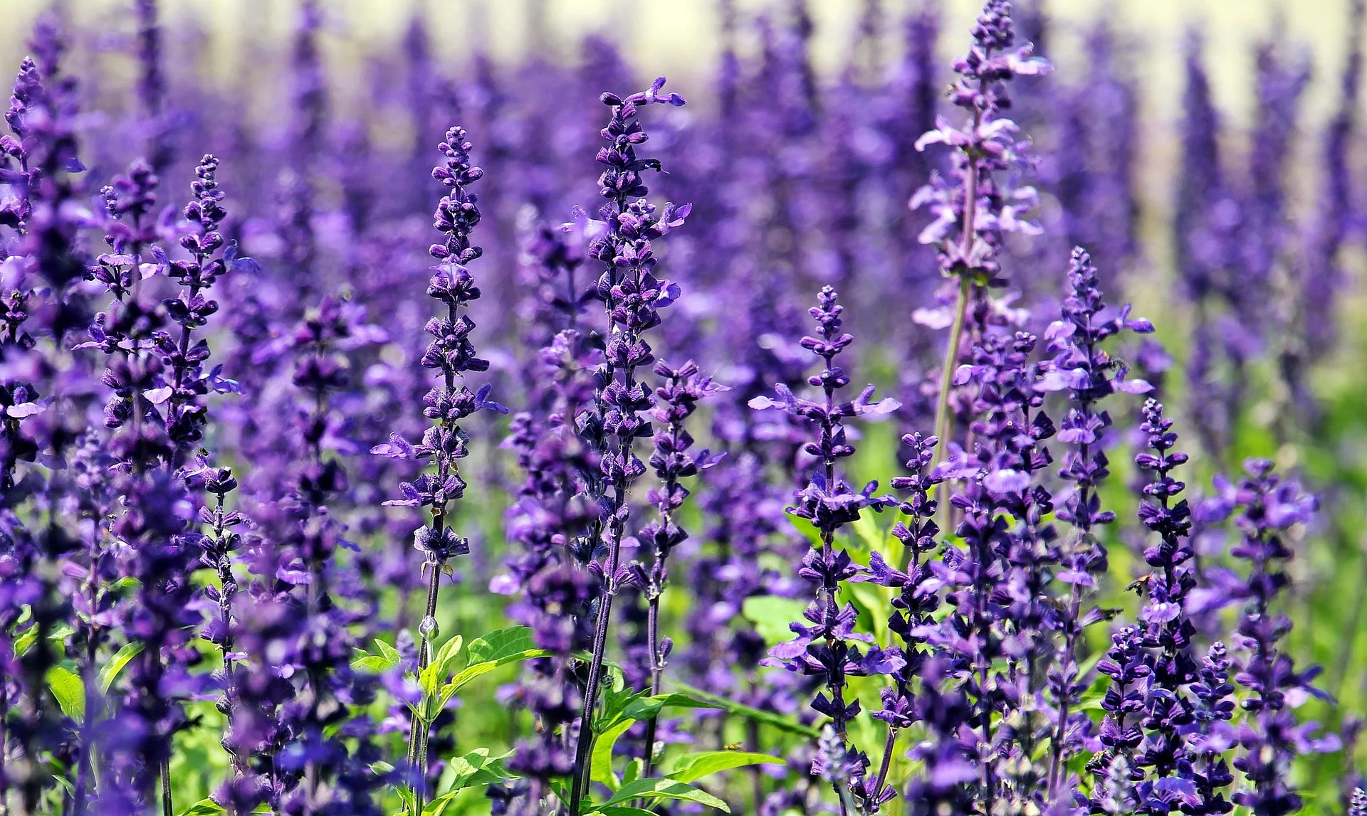 Die heilenden Kräfte von Lavendel