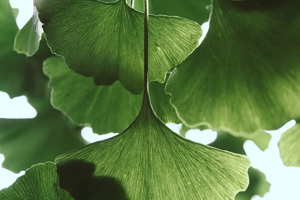 Ginkgo Biloba: Gedächtnisverbesserung oder Placebo?