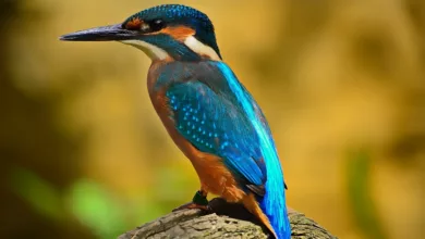 The Kingfisher's Meal