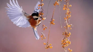 Wie Vögel zur Verbreitung von Pflanzensamen beitragen