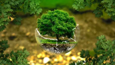 Grüne Finanzen: Investitionen in den Klimaschutz