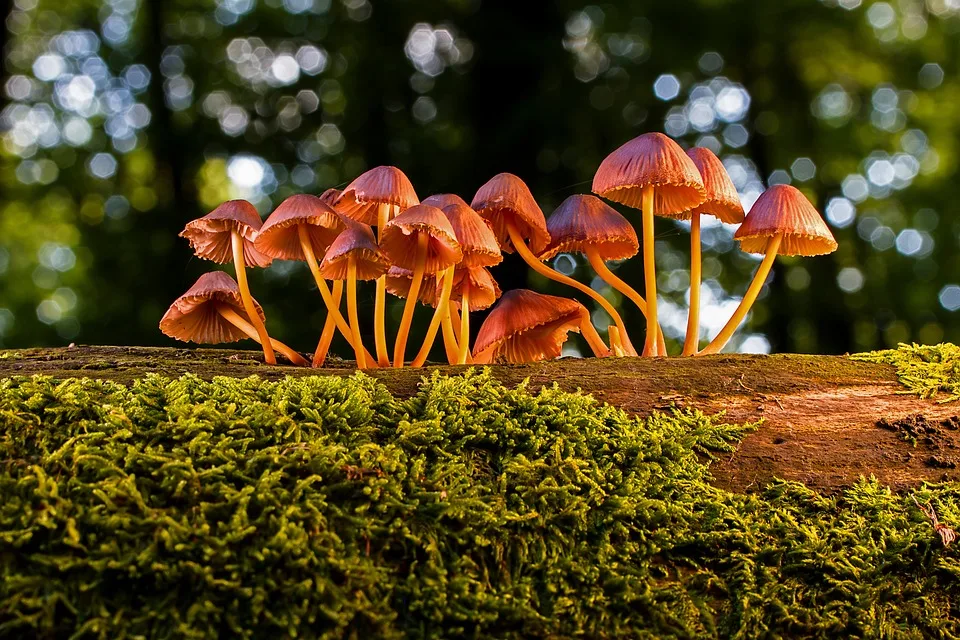 Essbare Insekten als Proteinquelle