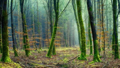 Palmöl: Umwelt- und Gesundheitsaspekte