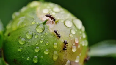 Wie Ameisen den Boden verbessern