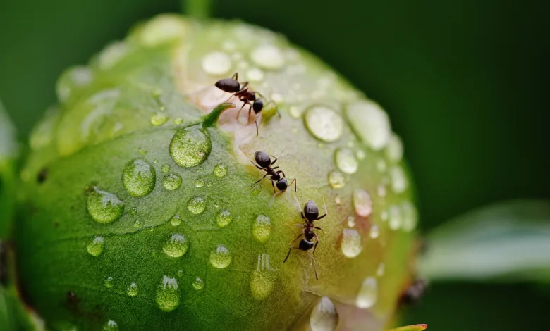 Wie Ameisen den Boden verbessern