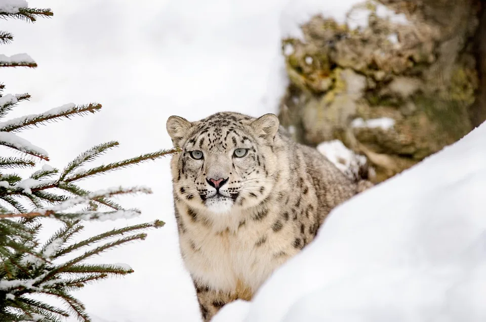 Schneeleoparden: Spitzenprädatoren des Hochgebirges