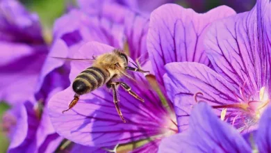 Wildbienen und ihr Beitrag zur Bestäubung