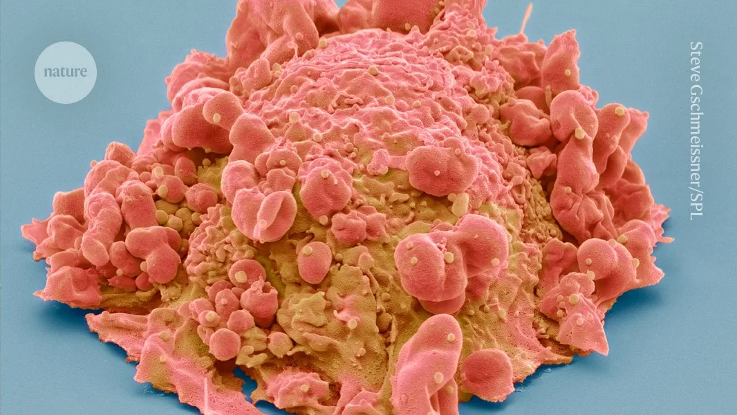 Ultra-precise 3D maps of cancer cells unlock secrets of how tumours grow