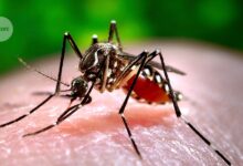 This malaria vaccine is delivered by a mosquito bite