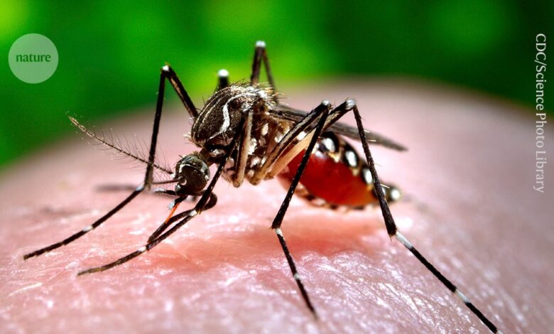 This malaria vaccine is delivered by a mosquito bite