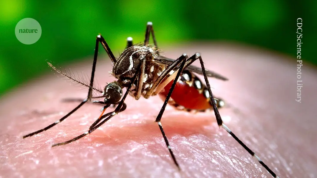 This malaria vaccine is delivered by a mosquito bite