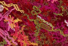 CRISPR genome-editing grows up: advanced therapies head for the clinic