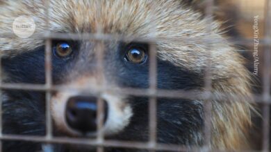 Sick animals suggest COVID pandemic started in Wuhan market