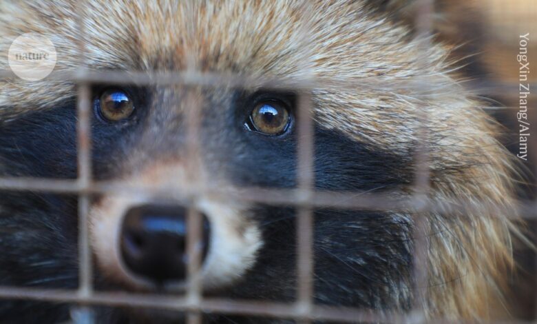 Sick animals suggest COVID pandemic started in Wuhan market