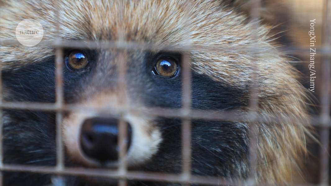 Kranke Tiere deuten darauf hin, dass die COVID-Pandemie im Wuhan-Markt begann