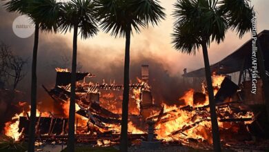 Urban ‘firestorms’: the science behind their ferocious spread