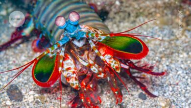 Mantis shrimp have the world’s fastest punch — here’s how their limbs survive