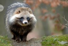 What sparked the COVID pandemic? Mounting evidence points to raccoon dogs