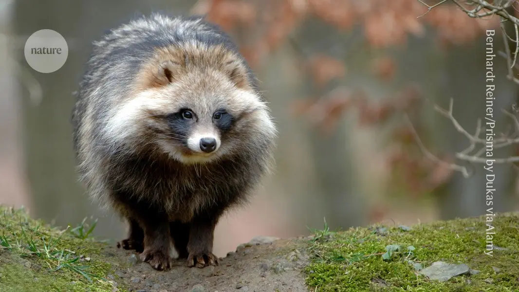 What sparked the COVID pandemic? Mounting evidence points to raccoon dogs