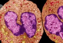 Immune cells ‘bandage’ wounds with bacteria-trapping goo