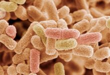 Strong, flexible ‘nylon’ made by engineered bacteria for the first time