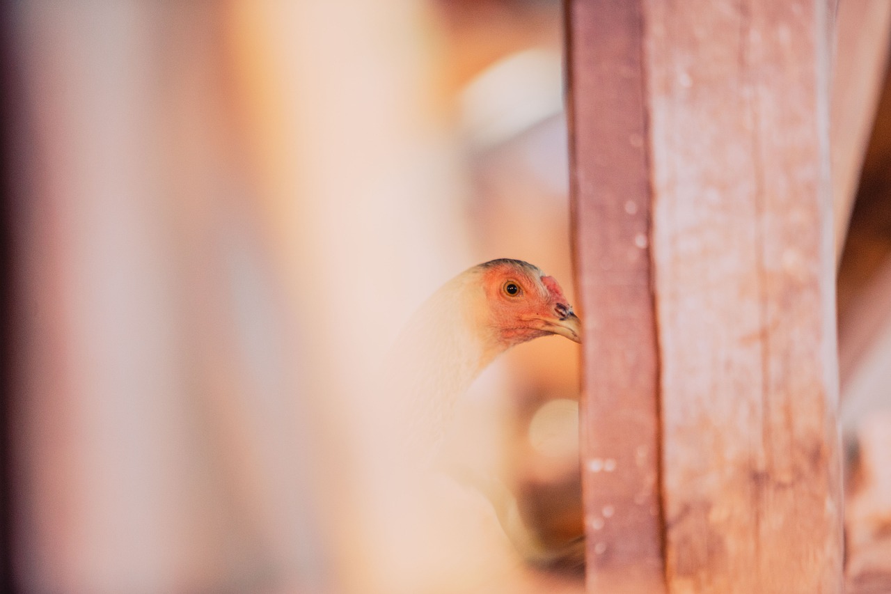 Bild für Die Verbindung von Körper, Geist und Seele