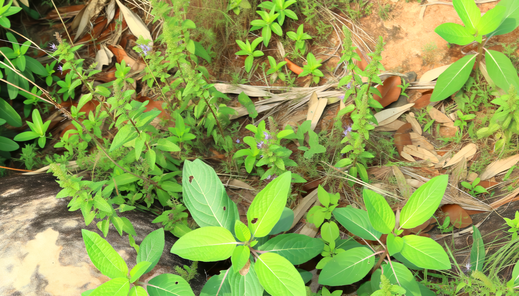 Kräuter für starke Venen – Pflanzen gegen Krampfadern und Co.