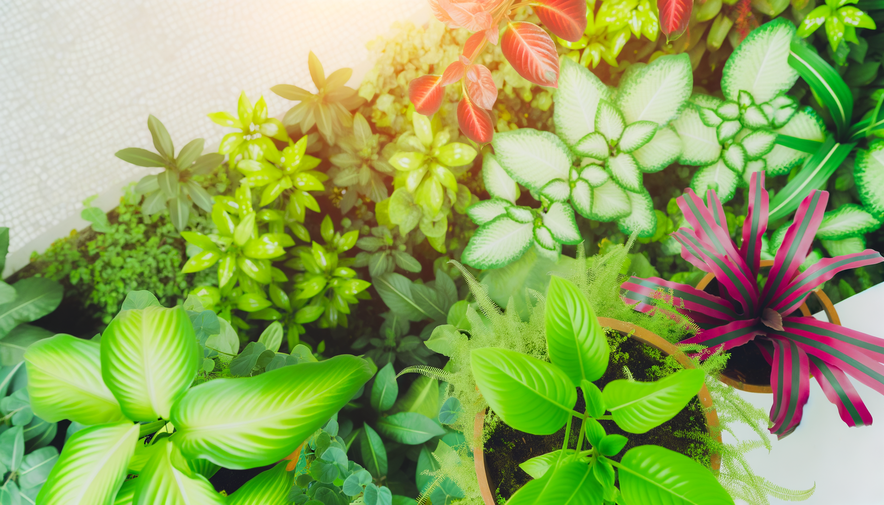 Pflanzen für die Mikrobiom-Gesundheit