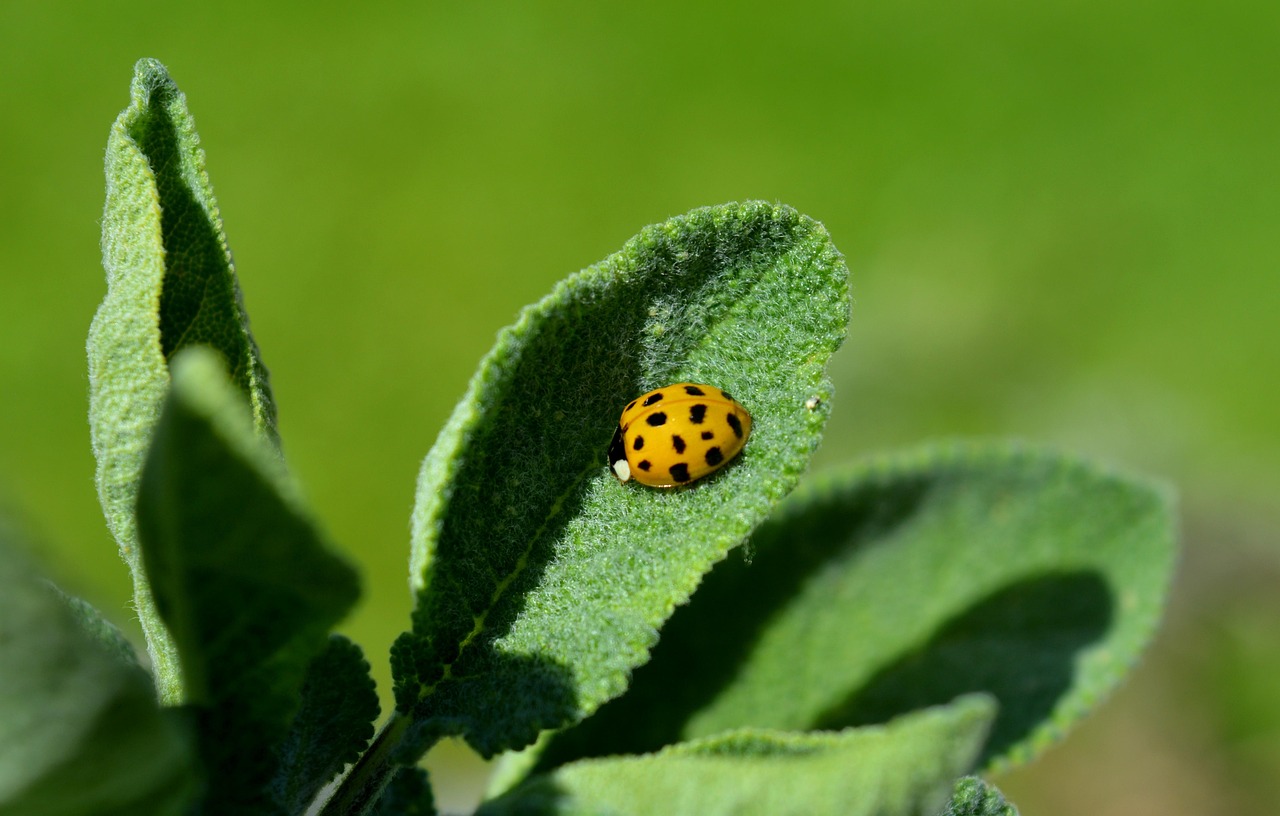 Naturheilkunde gegen Krebs: So stärken Sie Ihre Selbstheilungskräfte!